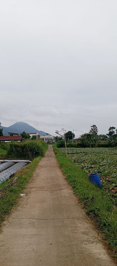 A concrete path leads through a rural landscape under an overcast sky. On the left side of the path are rows of crops covered with plastic sheeting, bordered by tall green grass. On the right side, a field of lush, green plants, possibly lotus or similar water-loving vegetation, extends to the horizon. A large, blue barrel is visible near the edge of this field. Further in the background, several buildings and trees are scattered across the landscape. A prominent, cloud-shrouded mountain rises in the distance. There are no people or animals visible in the image. The scene depicts a cultivated rural area with agricultural activities and natural elements.