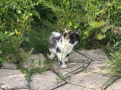 A black and white kitten stands on a stone path surrounded by lush green vegetation. The kitten is facing the camera, with its front paws slightly spread. The stone path is made of irregular, light-colored pavers with cracks between them, through which small green plants are growing. The background is filled with various types of plants, including tall grasses and leafy greens, creating a dense, natural environment. The scene appears to be outdoors in daylight.