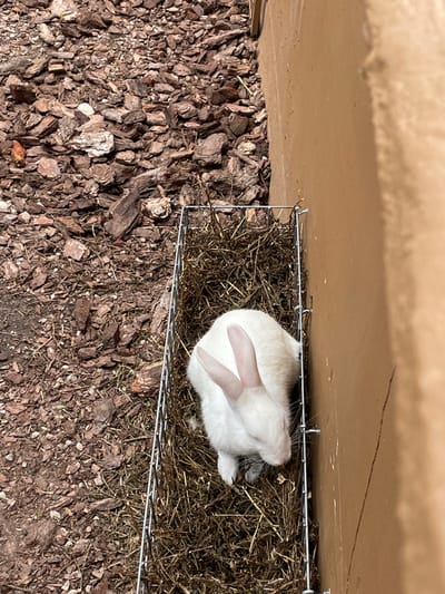 The scene depicts an outdoor area in Sant Llorenç des Cardassar, Spain. A single white rabbit with pink ears is observed resting within a rectangular, silver-colored wire mesh enclosure. The enclosure is filled with dry, dark brown hay or straw, providing a bed for the rabbit. The rabbit is positioned with its body facing towards the right side of the frame, and its head is angled downwards. The enclosure is situated on a surface covered with reddish-brown wood chips or bark mulch, and it abuts a vertical, light brown wall. The area is illuminated by direct sunlight, casting subtle shadows. No human subjects or interactions are visible.