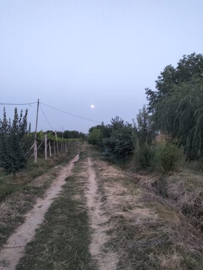 The image depicts a dirt road leading into a vineyard in the city of Aktam (Tashminvody), Uzbekistan. The sky is a pale blue, with a full moon visible in the upper center. The road is flanked by dry grass and vegetation on the right and a vineyard with wooden posts and wires on the left. Trees and bushes are visible in the background. The scene appears to be at dusk. There are no people or animals in the image.