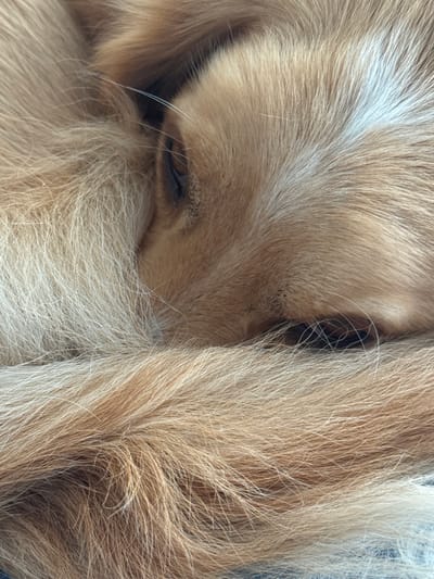 This image captures a close-up, high-magnification view of a domestic canid, specifically a dog, in a state of rest or sleep. The scene is located in the city of Kalyvia Thorikou Municipal Unit, Greece. The animal's body is curled, with its head tucked into its fur. Its coat is predominantly light golden-brown, exhibiting variations in shade from lighter, almost cream-colored strands to darker, reddish-brown tones, and includes visible white hairs, particularly as whiskers. A partially closed eye, appearing dark and almond-shaped, is visible in the upper left section of the frame, surrounded by denser fur. The overall texture of the fur is dense and soft, creating a uniform, organic surface that fills the entire visual field. No other subjects, objects, or discernible environmental details are present beyond the animal's fur and form.