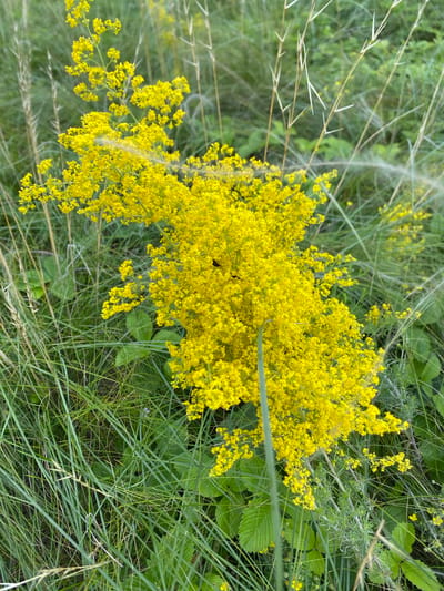This image is a close-up, high-angle shot of a large cluster of small, bright yellow flowers in a natural outdoor setting. The flowers are arranged in airy, branched clusters and dominate the upper and central portions of the frame. Interspersed with the flowers are thin, green grass blades and stems, some of which appear feathery or wispy, adding a sense of wildness and natural growth. In the background, more greenery and foliage are visible, suggesting a meadow or a wild grassy area. A single, small dark insect, possibly a beetle, is visible on one of the flower clusters. The lighting suggests it is daytime, likely under natural light conditions, and the overall atmosphere is one of a serene, sunlit natural environment. No text is visible in the image. The location is noted as Maloarslangulovo, Russia, which implies a rural or natural landscape.