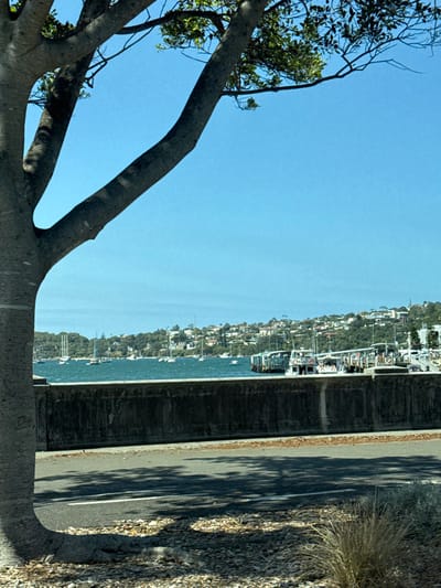 A view of a waterfront residential area with boats, glimpsed through a tree branch. The blue sky contrasts with the grey branches. The water separates the foliage-covered houses from a road bordered by a low wall and dry vegetation. The image is slightly rotated.