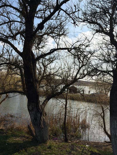 The image depicts a waterfront scene in Utash, Russia, during what appears to be late winter or early spring due to the deciduous trees lacking foliage. The foreground is dominated by the dark, bare trunks and branches of several large trees, silhouetted against a partially cloudy, blue sky. The ground beneath the trees is covered with dry grass and some green vegetation, with a small piece of pink plastic litter visible near the base of a central tree trunk on the left.

A body of water, likely a lake or river, occupies the midground, its surface showing ripples and reflections. Along the water's edge, clumps of reeds and dry grasses protrude from the water. In the background, across the water, a narrow strip of land is visible, possibly a road or path. On this strip, two human figures are present, silhouetted and indistinct, standing near a dark-colored vehicle. One figure appears to be directly beside the vehicle, while the other stands a short distance away. Further back, on the horizon, a faint line suggests another body of water or distant land, with a small, light-roofed building or structure visible on the far left. The overall lighting indicates daylight.