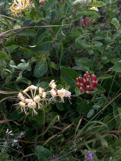 A close-up, eye-level shot captures a cluster of pale yellow honeysuckle blossoms with thin white stamens, arranged in a circular pattern. To the right, a tightly furled bud cluster of dark pink honeysuckle stands prominent against a backdrop of lush green leaves. The scene is set outdoors, amidst wild vegetation and grasses, with a hint of purple wildflowers in the lower right corner. The image appears to be taken in a natural setting, possibly a garden or woodland area within the town of Penicuik, United Kingdom, given the specified location. No people or animals are present in the frame, and no actions or interactions are depicted. The lighting is subdued, suggesting overcast conditions or late afternoon.