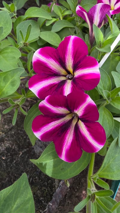 The image depicts two magenta and white striped petunia flowers in full bloom. The flowers are surrounded by green leaves and some of the plant stems are visible. The background appears to be an outdoor setting, possibly a garden or patio. There's a slightly blurred, rough surface behind the plants, which could be stone or concrete. The image does not contain any information pertaining to Usoika, Bulgaria, people, subjects, actions, or interactions.