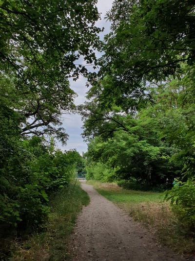 The image depicts a dirt path winding through a lush, green forest in Falkensee, Germany. The path is covered in gravel and small stones, with dry grass and weeds growing along its edges. Tall trees with dense foliage form a canopy overhead, dappling the path with sunlight. The sky is overcast with a few patches of blue visible. In the distance, a chain-link fence can be seen, suggesting the edge of a park or recreational area. The scene appears peaceful and natural, with no people or animals visible.
