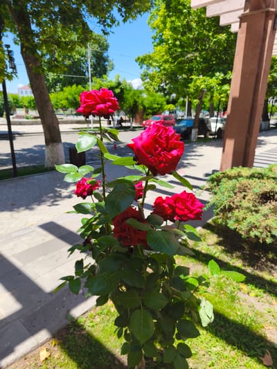 The image captures a vibrant red rose bush, featuring multiple open blooms and green foliage, situated in an urban outdoor environment within the city of Vagharshapat, Armenia. The bush is positioned prominently in the lower-center and right portion of the frame, planted in a patch of grass.

To the left of the rose bush, a grey paved sidewalk extends into the midground. Beyond the sidewalk, an asphalt street is visible, featuring a white-striped crosswalk. Several vehicles, including a red hatchback, a dark sport utility vehicle, and a white car, are present on the street. Trees with dense green canopies line the street and fill the upper half of the background, with one tree trunk displaying a white band on the left. A substantial brown, multi-layered structural post, possibly part of a pergola or building, frames the scene on the far right. The sky overhead is clear and light blue, with a bright sun casting distinct shadows from the foliage and structures onto the ground. No individuals are depicted in the scene.