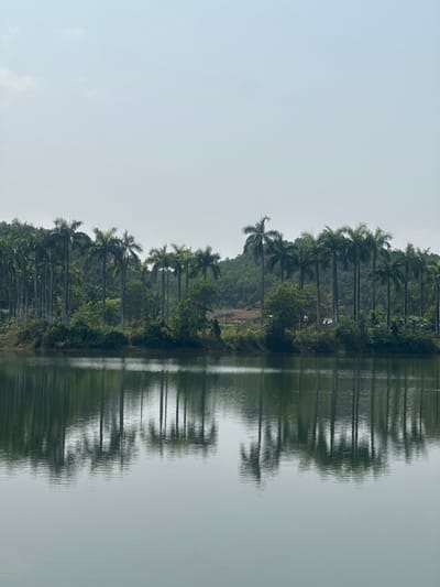 The image presents a static, expansive view of a natural landscape located in Thủy Xuân Ward, Vietnam. The scene is bisected horizontally by a distinct horizon line. The lower half of the frame is occupied by a calm body of water, displaying a smooth, dark green-grey surface with faint ripples. This water body provides a clear, slightly distorted reflection of the sky and the treeline situated on its far bank.

The upper half of the frame features a pale, light blue to overcast grey sky, indicative of diffuse daylight conditions. Along the distant bank, a dense line of tall, slender-trunked palm trees, characterized by green fronds clustered at their crowns, stands prominently. These trees are consistently spaced and appear mature. Behind this immediate treeline, additional layers of lush green foliage and what appears to be hilly terrain covered in dense forest are visible, extending into the background. A localized clearing or lighter patch of ground is discernible within the distant vegetation on the right side of the image. No individuals or direct human activities are observable within the depicted scene.