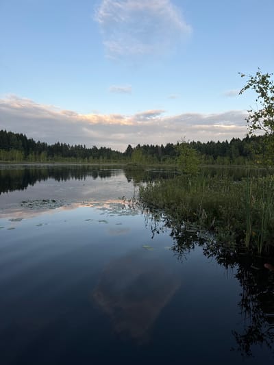 This is a landscape photograph of a serene lake in Pchelka, Russia, captured during what appears to be the early morning or late evening. The sky is a pale blue with wispy, elongated clouds tinged with soft pink and orange hues, indicating sunrise or sunset. These clouds are reflected on the dark, calm surface of the lake.
The lake is surrounded by a dense forest of coniferous and deciduous trees that form a dark green line along the horizon. In the foreground, the water is dotted with lily pads and reeds, particularly on the right side of the frame where a small patch of lush green vegetation rises from the water. The water itself is dark and reflective, mirroring the sky, trees, and vegetation with varying degrees of clarity. A faint, abstract reflection of clouds or perhaps a distant structure is visible in the lower center of the lake. The overall atmosphere is tranquil and natural, with no human presence or man-made structures immediately apparent.