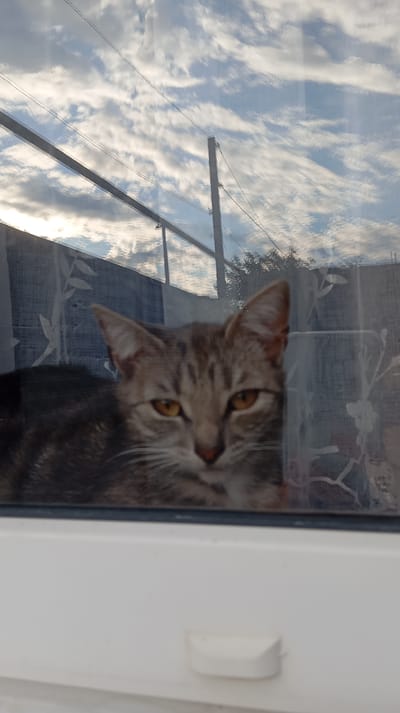 A tabby cat with amber eyes is looking through a window, with a sky filled with white, wispy clouds in the background. The cat is lying down, with its body partially visible. The window appears to be part of a building in the city of Baksan, Russia, with a white windowsill in the foreground. Reflections on the glass show trees and possibly other buildings.