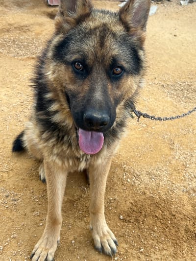 A German Shepherd dog is sitting on sandy ground, its tongue hanging out. The dog is tethered by a chain that goes out of frame to the right. The dog's fur is a mix of brown, black, and tan. Its ears are perked up and it is looking directly at the camera. The background is out of focus and appears to be a dirt or gravel surface. There are some small white objects scattered on the ground in the background. The lighting suggests it is daytime, possibly sunny. There are no people visible in the image. The image is taken from a slightly elevated perspective, looking down at the dog.