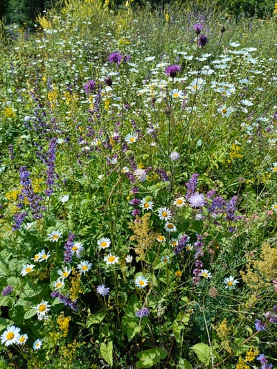 A close-up, eye-level shot captures a vibrant field of wildflowers under a bright, sunny sky. The scene is dominated by a dense, multi-colored tapestry of blooms, predominantly white daisies with yellow centers, interspersed with spikes of purple flowers and clusters of smaller yellow blossoms. Green foliage provides a lush backdrop, with some leaves appearing broad and textured, while others are delicate and feathery. The overall impression is one of natural, untamed beauty, characteristic of a meadow or wild garden. There are no people or animals visible in the image. The image is a still photograph with no discernable action. The environment appears to be a natural setting, possibly a meadow or a park. The location is identified as Akmanay, Russia.