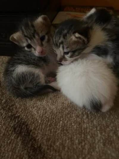 The image captures two young kittens sleeping or resting together in an indoor setting. One kitten, positioned at the top, exhibits a mostly white coat with subtle grey and black tabby markings, its head turned towards the other. The second kitten, below and to the left, is primarily grey and black tabby with white fur accentuating its face and paws. Both kittens are nestled on a soft, light brown or beige textured surface, likely a carpet or plush blanket, indicating a comfortable and warm environment. The lighting is dim, suggesting an intimate, cozy atmosphere indoors. A dark, out-of-focus element, possibly furniture, is visible on the left side of the frame. The kittens appear peaceful and serene, conveying a sense of cuteness and warmth. No text is visible in the image. While the location is specified as Kran, Bulgaria, there are no explicit visual cues within the image itself to confirm this geographical context.