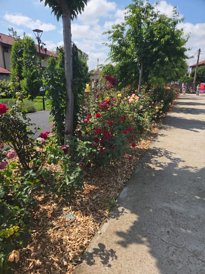 The image captures an outdoor scene in Elin Pelin, Bulgaria, under direct sunlight with a partly cloudy blue sky. A concrete pedestrian pathway extends from the foreground into the mid-ground on the right, exhibiting minor surface cracks and significant shadows cast by overhead vegetation. To the left of this path, a landscaped garden bed is filled with numerous rose bushes. These bushes display blooms in varying stages of development and color, including vibrant red, deep crimson, pink, yellow, and orange, with some visible spent blossoms. The ground beneath the roses is covered with light-colored wood chip mulch, and a small, irregular piece of blue material is visible within the mulch in the foreground.

Several trees are present within the scene. A light grey tree trunk stands vertically in the foreground, partially obscuring the left side. Further back, a tree with a full, dense green canopy is centrally located. On the far left, a dark-colored, modern street lamp is visible behind the rose bed, adjacent to what appears to be a separate asphalt pathway. Behind the rose bushes and the asphalt path, a row of tall, conical evergreen shrubs and residential buildings with tiled roofs and light-colored walls are visible in the background.

Multiple individuals are situated on the concrete pathway in the mid-ground and background. One person wearing a yellow shirt is partially visible behind a tree on the left side of the path. Further down the path, another person dressed in a red hat and blue shorts is standing near a stroller. A third person is visible behind them, holding a blue rectangular object. The scene suggests a public park or a well-maintained promenade area.