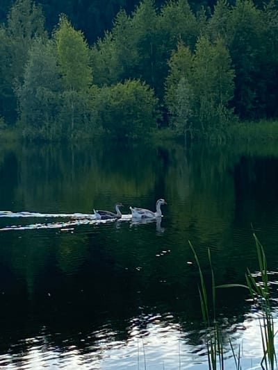 The image depicts a natural scene with a body of water and surrounding trees. A fountain is visible in the water, with streams of water spraying upwards. The fountain appears to be shaped like a person or figures, with arms outstretched. The water from the fountain is creating ripples and reflections on the surface of the lake. The surrounding trees are lush and green, suggesting a warm season. The lighting suggests it could be daytime, possibly late afternoon or early morning, given the soft light and reflections. The overall mood is serene and natural, with the fountain adding an element of artistic display to the landscape. There is no visible text in the image.