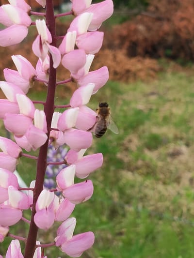 A close-up, eye-level shot captures a bee hovering near a pink lupine flower stalk. The lupine features multiple pink and white petals. The background is softly blurred, showing green grass and brown foliage. The scene appears to be outdoors in a natural setting.