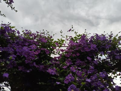 The media file shows a close-up, low-angle view of a dense vine covered in vibrant purple clematis flowers. The flowers are the dominant subject, with many in full bloom and some buds visible. Green leaves are interspersed throughout the floral display, providing a rich contrast to the purple petals. The scene is set against a cloudy, overcast sky, suggesting a gloomy or pre-rain weather condition. The lighting is soft and diffused, typical of such weather.
The composition is focused on the abundance of flowers, creating a sense of natural beauty and a lush garden setting. The vine appears to be growing over an unseen structure, possibly an arbor or fence, indicated by a thin, rusty metal bar that runs horizontally through the upper part of the frame, partially obscured by the foliage. The overall mood is serene and natural, with a touch of dramatic color provided by the clematis against the muted sky. There are no people or identifiable objects other than the flowers, leaves, and the support bar. The location is identified as Recea, Moldova. The time of day is not explicitly discernible due to the overcast sky, but it appears to be daytime. No text is visible in the image.