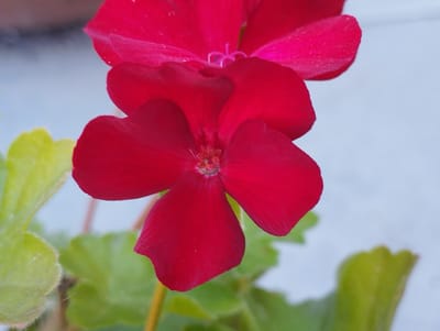 This is a close-up, eye-level, outdoor photograph of red geranium flowers. The flowers are the primary subject, with two prominent blossoms in focus. The larger, lower blossom is fully open, displaying five distinct petals. The upper blossom is partially obscured and appears to be a different flower, possibly from the same plant. The petals are a vibrant, deep red and have a velvety texture. The center of the lower flower shows a cluster of stamens. Surrounding the flowers are soft green leaves, some of which are also in focus, while others are blurred in the background. The background itself is a pale, out-of-focus blue or gray, suggesting a bright but overcast sky or a distant wall. There are no people or animals present in the image. The photograph is taken in an outdoor setting, likely a garden or a floral display. The location in Hospozín, Czechia is not visually indicated in the photograph itself.