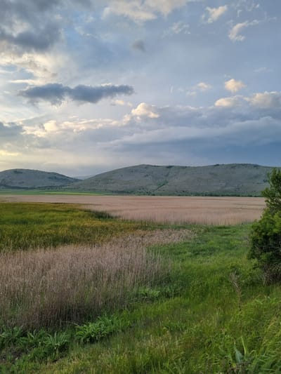 The image presents a landscape in Aldomirovtsi, Bulgaria, featuring a hillside inscribed with "1895-2025". A field of harvested grain lies in the foreground, transitioning into a strip of green grass and foliage along the right edge of the frame. Above the hillside, a cloudy sky dominates the view.