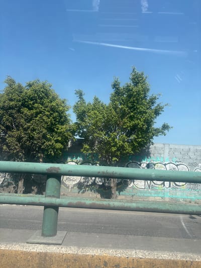 This vertical-oriented photograph captures a sunny daytime scene, likely viewed from inside a moving vehicle due to clear linear reflections across the sky. The upper left of the frame is dominated by a bright, clear blue sky, featuring several faint, parallel, rectangular reflections and one prominent, thin, diagonal white reflection, possibly a contrail or external wire.
Lush green trees with dense foliage occupy the mid-ground, their canopies extending into the sky. Behind the trees, a weathered concrete or cinder block wall is visible, heavily covered with various graffiti in black, white, and light blue. The graffiti consists of abstract shapes and some indistinct letters.
A sturdy, green metal railing or fence runs vertically along the right side of the image, showing signs of rust and wear. This railing separates the trees and wall from a dark, asphalt-like surface, possibly a road or sidewalk, that runs parallel to the railing. Further to the right, a rough, yellowish-tan concrete or curb-like structure marks the edge of the frame.
Notable visible text includes "MSC" in white capital letters, part of the graffiti on the concrete wall, near the lower right section of the main image. Other graffiti is present but illegible. The bright sunlight and clear sky indicate sunny weather during the day. The urban elements like the graffiti-covered wall and metal railing are consistent with an urban or semi-urban setting in Buenavista, Mexico. No people or specific events are depicted.