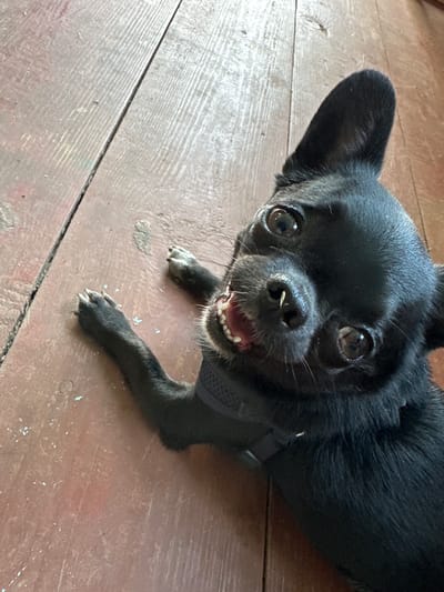 This media file shows a close-up, high-angle shot of a small black dog, likely a Chihuahua, lying on a distressed wooden floor. The dog is looking directly at the camera with its mouth slightly open, revealing small white teeth. Its ears are perked up, and its large, dark eyes are wide and attentive. A thin strand of what appears to be grass or fur is caught on its nose. The dog is wearing a dark harness. The wooden floorboards are reddish-brown with visible grain, wear marks, and scattered white debris, possibly chalk or paint chips. The lighting suggests it is daytime, with some shadows indicating indoor illumination. The dog's expression appears alert and possibly playful or expectant. The context provided places the scene in Velykyi Dyrchyn, Ukraine.