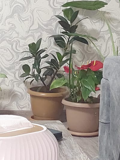In Sisavan, Armenia, an indoor scene features a variety of potted plants. Two Ficus plants are positioned in the foreground, with one slightly taller and fuller than the other. To their right, a vibrant red Anthurium with yellow spadices is prominently displayed in a tan pot. Behind these, a large, broad leaf plant, possibly an elephant ear, is partially visible. The plants are arranged on a surface that appears to be a shelf or table, set against a wall covered in a swirled, marbled wallpaper. In the lower left corner, a portion of a fluted white object, possibly a humidifier or a decorative container, is visible. The overall impression is of a well-maintained indoor garden space.