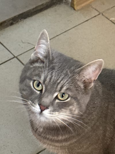 The image is a close-up, high-angle shot of a grey tabby cat's face. The cat has green eyes, a pink nose, and prominent white whiskers. Its fur has a striped pattern. The background appears to be a tiled floor. There is no indication of the city of Korchivka, Ukraine, in the image or its surrounding context.