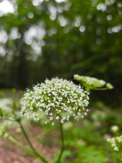 A close-up, shallow depth-of-field photograph captures a cluster of small white flowers on a green stem. The flowers are arranged in an umbel shape, with many tiny petals. A few small black insects are visible on the petals. The background is blurred, showing green foliage and out-of-focus circles of light, suggesting an outdoor, natural environment. The image does not contain any discernible elements that would indicate its location within the city of Choceň, Czechia, or any specific urban context.