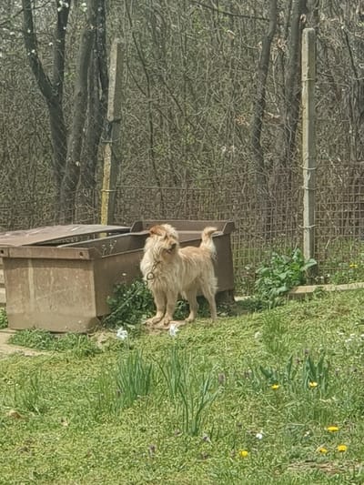 The image shows a light brown, medium-sized dog with shaggy fur standing near a rusty metal container or dumpster. The dog appears to have a collar. The scene is situated in a grassy area with some weeds and scattered yellow flowers. To the left, there is a wire fence and a background of trees without leaves. The location is Хаджийско, Bulgaria.