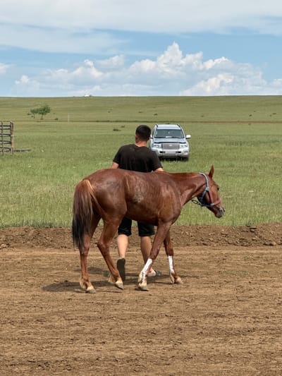 A brown horse with a dark mane and tail is being led by a man in a black t-shirt and black shorts. The horse has white markings on its hind legs. They are in a dirt arena with a grassy field in the background. A silver SUV is parked in the field. The sky is blue with white clouds. The scene is likely in Orongoi, Russia, a rural area known for its steppes and horse culture.