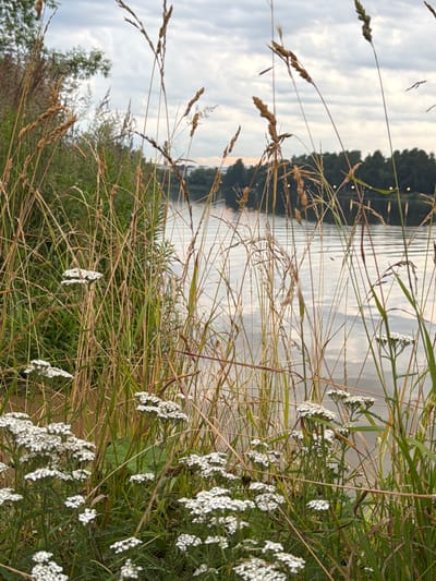 The image depicts a natural scene by the water, likely in Malakhovka, Russia. In the foreground, a dense growth of tall grass and wildflowers, predominantly white yarrow, lines the bank of a calm body of water. The water's surface is rippled, reflecting the overcast sky and distant treeline. The treeline features a mix of deciduous and coniferous trees, with lights visible in the distance, suggesting a populated area across the water. The overall atmosphere is serene and natural, with a focus on the flora at the water's edge. There are no people or animals visible in the image.