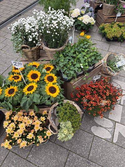 An outdoor flower market stall displays various potted plants on a stone sidewalk in Witten, Germany. The scene features several arrangements of sunflowers, chrysanthemums in peach and orange hues, white flowers, and green foliage plants. Some of the plants are in woven baskets, while others are in plastic pots. Price tags are visible, showing prices of "2.99" and "3.99". Wooden crates are used to elevate some of the displays. The ground is paved with textured grey stone tiles.