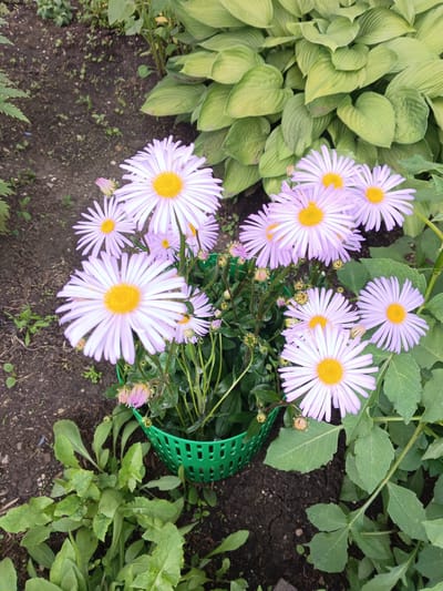 In Tolbazy, Russia, a cluster of pale purple asters with bright yellow centers is arranged in a green plastic basket. The flowers are in bloom, with some buds also visible. The basket sits on dark soil, surrounded by green foliage and large hosta leaves. The scene suggests a garden setting.