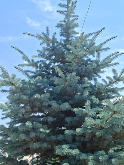 A close-up, vertical shot captures the dense foliage of a blue spruce tree against a clear, light blue sky with faint white wispy clouds. The evergreen branches, laden with sharp, needle-like leaves, extend upwards and outwards, filling most of the frame. The needles exhibit a silvery-blue hue, characteristic of the species. In the upper portion of the image, a thin black wire is visible, stretched diagonally across the sky, likely a power line. The scene is devoid of human presence or any discernible activity, focusing solely on the natural elements of the tree and sky. The setting is identified as Bökönbaev, Kyrgyzstan, suggesting an outdoor environment within this location.