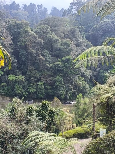 The image depicts a densely forested mountainous landscape at Bangalum Bridge, Papua New Guinea, under an overcast sky. A paved road, possibly a switchback, traverses the mid-ground of the hillside. Five vehicles are visible on this road: one dark grey minivan-style vehicle in the left-center, followed by a lighter-colored vehicle, then a black sedan, and two additional vehicles further right (one black, one white). The vehicles appear stationary. The foreground and mid-ground are dominated by lush, green foliage, including large ferns with prominent fronds, smaller trees, and manicured hedges in a cleared section towards the lower right. A light-colored sign, partially obscured by plant life, is visible in the lower right corner. The background consists of a thick canopy of various tree species extending upwards into a misty or cloudy horizon. No individuals are visible.