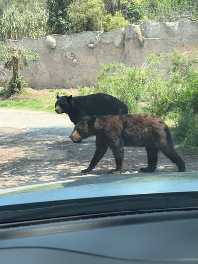 Two bears are seen walking in a grassy area alongside a rocky cliff face in what is presumed to be a zoo. The scene is observed from inside a vehicle. The location, San Pedro Zacachimalpa, Mexico, is based on given information.