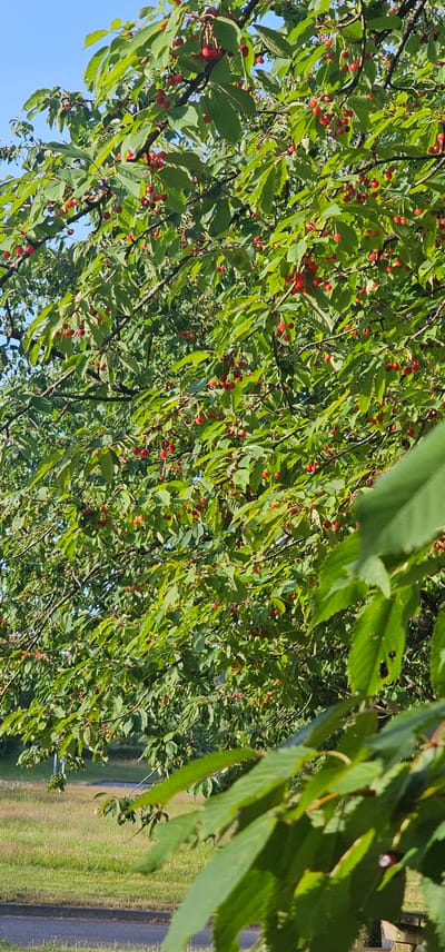 This vertical photograph captures a dense canopy of a cherry tree, heavily laden with numerous bright red cherries, under a clear blue sky in Bain-de-Bretagne, France. The tree's vibrant green leaves, illuminated by direct sunlight, show varying shades and textures, with darker branches visible through the foliage. Clusters of small, round, red fruits are abundant, hanging from stems throughout the frame. Below the tree canopy, a patch of green grass transitions into drier, yellowish vegetation in the mid-ground. A dark grey asphalt surface, likely a road or path, extends horizontally across the lower portion of the image, bordered by a light grey curb. Additional, less distinct foliage is visible in the distant background. No individuals or animals are present.