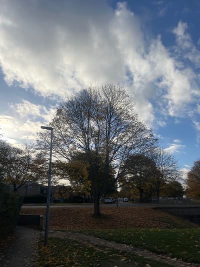 This image depicts an autumnal residential scene within Stevenage, United Kingdom, likely a public green space or verge adjacent to a road. The sky is partially clear blue with scattered white and grey cumulus clouds, indicating daytime. The environment is dominated by several deciduous trees, many displaying bare branches or sparse yellow-brown foliage characteristic of late autumn. The ground beneath the trees, a grassy area to the right, and a paved footpath on the left are extensively covered with a thick layer of dry, fallen brown and yellow leaves.
A dark grey street lamp with a horizontal luminaire stands prominently on the left side, beside the paved footpath. A dense, dark green hedge borders the footpath on the far left. In the mid-ground, a dark asphalt road is visible, with multiple parked vehicles, including several light-colored cars, lining its left side. Beyond the road and trees, two-story residential buildings with dark roofs are discernible through the foliage. On the far right, a low, light-colored concrete or stone barrier/wall separates the foreground from a lower, obscured area, possibly an embankment or a water feature. No individuals or animals are present. The scene is static, devoid of active human or animal interaction. The precise street or park within Stevenage is not identifiable from the visual information provided.