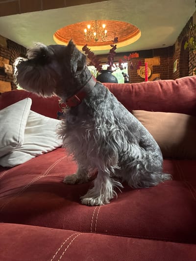 A gray schnauzer wearing a red collar with identification tags stands on a burgundy upholstered sofa. The sofa is adorned with a light brown and a white pillow. In the background, an arched window reveals an interior space featuring a chandelier. The scene is likely indoors, potentially a home located in Cañada de Madero, Mexico.