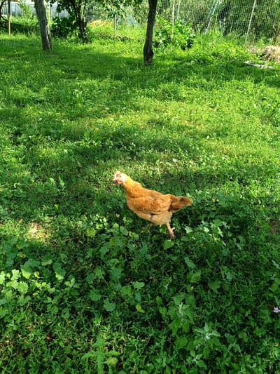 In Stănești, Romania, a brown hen is standing in a patch of green grass. The hen is facing to the left, with its head turned slightly towards the camera. The grass is lush and appears to be well-watered, with some small wildflowers interspersed throughout. In the background, there are trees and a fence, suggesting that the scene is in a rural or suburban area. The sun is shining, casting shadows on the grass, indicating that it is a bright day.