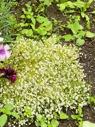 A high-angle, medium shot captures a patch of small white flowers with green foliage in a garden setting. The flowers are densely packed, creating a fluffy mound. Surrounding the white flowers are various green leaves and darker soil. In the bottom left corner, parts of pink and purple flowers are visible, along with thin green grass. A deep purple flower with visible petals is also present in the lower right portion of the frame. The scene appears to be outdoors, with natural light suggesting daytime. No people, text, or specific events are depicted. The location context is Yuzhno-Sakhalinsk, Russia.