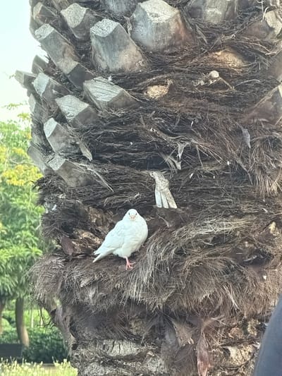 A white bird is perched on the trunk of a palm tree. The tree trunk is heavily textured with rough, brown fibers and remnants of palm fronds. The scene appears to be outdoors, with green foliage visible in the background. The location is Arroyo De La Miel-benalmadena Costa, Spain.