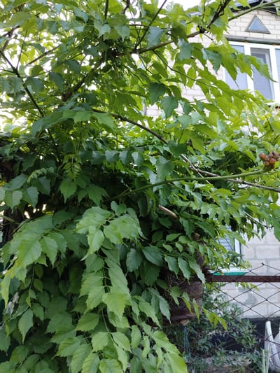 The image shows a dense growth of green leafy vines, likely a climbing plant, covering a dark, rough-textured surface that could be a tree trunk or a structural support. The foliage is vibrant and lush, with many leaves overlapping. In the background, a light-colored brick building with a white-framed window and a small triangular decorative element is visible. A portion of a chain-link fence with a rusty top rail runs across the lower right side of the image, separating the vegetated area from the building. The overall impression is of a natural, overgrown element juxtaposed against man-made structures in what appears to be a residential or garden setting. The location is identified as the city of Shchastia, Ukraine.