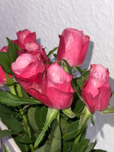 A photograph depicts a cluster of pink roses with green foliage, set against a textured white wall. The roses are in various stages of bloom, some tightly closed buds and others partially open. The lighting is somewhat dim, casting shadows on the wall and creating depth within the image. The composition is slightly angled, giving a close-up perspective of the roses. The image does not provide any clues as to the specific location in the city of Herxheim, Germany.