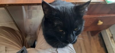 A black cat with green eyes sits on a person's lap. The cat's face is the focal point, showing its slightly downward gaze and focused expression. The person's leg, clothed in beige fabric, serves as a resting place for the cat. The background consists of wooden surfaces, including a drawer with a knob and a countertop. Overall, the composition emphasizes the connection between the cat and its owner in a comfortable, indoor setting.