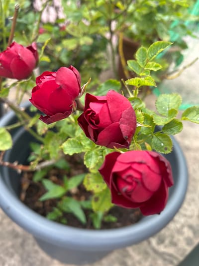 The image displays a close-up, top-down view of several deep red rose buds and partially opened roses in a grey pot. The roses are the central subjects, with four clearly visible. The leaves of the rose plant are a vibrant green, some showing small dark spots. The background is softly blurred, revealing glimpses of what appears to be an outdoor setting with a marbled surface and hints of green foliage. The overall impression is one of a potted plant, likely in a garden or on a patio. The lighting suggests it might be daytime, with a slightly overcast or diffused light, as there are no harsh shadows. There is no visible text in the image. The setting appears to be domestic and natural, focused on the beauty of the blooming roses.