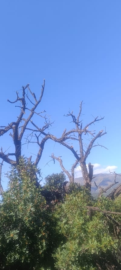 The scene depicts an outdoor natural environment, identified as Forest Hills, Spain, under a clear, bright blue sky with minimal white cloud cover visible in the distant background. The foreground and midground feature a mix of dense green foliage from healthy shrubs or small trees and several prominent, dark, bare tree structures. These trees exhibit gnarled, skeletal branches, indicative of being dead or having been subjected to a past fire, with numerous truncated limbs extending against the sky. Small yellowish-brown clusters, possibly flowers or fruits, are discernible within the green foliage. In the far background, a muted green mountain range with undulating terrain is partially visible on the right side of the frame. No individuals, animals, or man-made structures are present. The scene is illuminated by natural daylight.