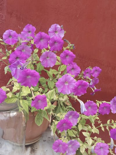 A cluster of vibrant pink petunias blooms in front of a textured, dark red wall. The flowers, with their trumpet-shaped petals, are abundant, some fully open and others in bud. They are planted in a terracotta pot, partially visible on the left side of the frame. The leaves of the petunias are a light green, some showing signs of yellowing, hinting at their stage of growth or care. The background wall has a rough, stucco-like finish, suggesting an outdoor setting in a city like Степное, Russia. The lighting is soft, creating gentle shadows that highlight the floral forms.