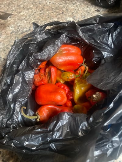 The image shows a black plastic bag filled with a variety of peppers, some whole and some cut. The peppers are predominantly red and yellow, with some appearing to be hotter varieties like habaneros, judging by their shape and size. One large red pepper, similar to a bell pepper, is prominent on the left. Some of the peppers have their stems still attached, with a curved green stem visible on one red pepper on the right side of the frame. The bag is partially open, revealing the contents. The background appears to be a speckled countertop. The lighting suggests it could be indoors, possibly in a kitchen. No people are visible. The scene is static, with no activity taking place beyond the peppers being contained within the bag. There is no visible text in the image. The context provided indicates the location is Yola, Nigeria, which is a city in northeastern Nigeria.